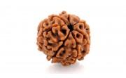 Rudraksha, a Lágrima de Shiva